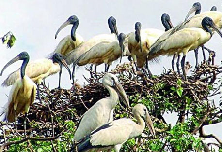 Bhitarkanika Bird Sanctuary