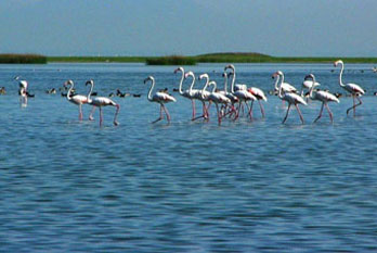 Chilika Lake Bird Sanctuary