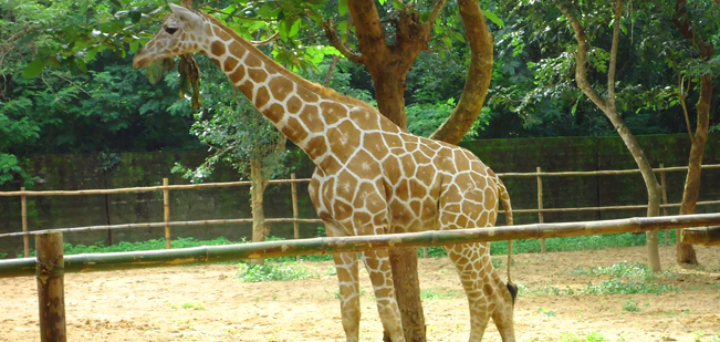 Nandankanan Zoological Park