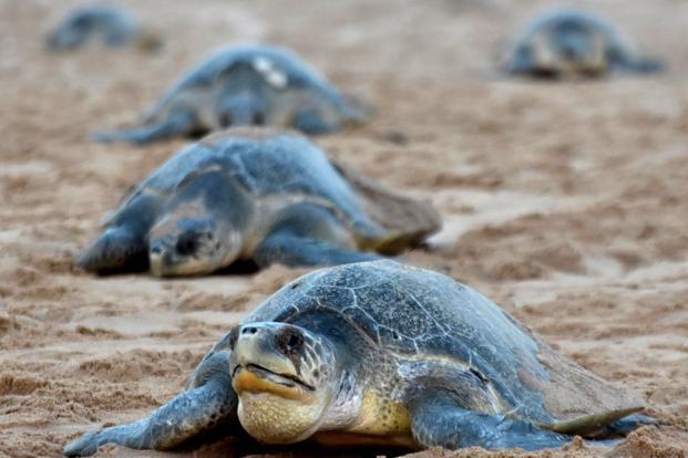 Olive Ridley Turtles at Rushikulya